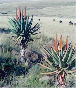 Ejemplares de Aloe ferox. Fotografía tomada de Wikipedia commons.