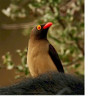 Oxpecker (Buphagus africanus). Picture from Wikipedia commons
