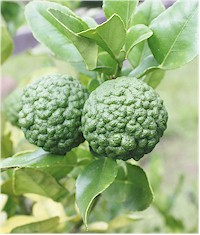Leaves and fruits from CITRUS HYSTRIX 8kaffir lime). Picture taken from Wikipedia Commons
