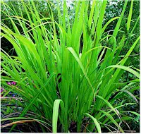 Palmarosa grass (Cymbopogon martinii). Picture taken from Wikipedia Commons