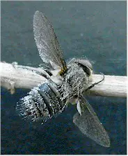 Hongo Entomophtora sobre una mosca. Imagen tomada de wikipedia.commons.org