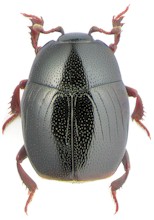 Gnathoncus nanus. Imagen tomada de www.zin.ru 