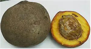 Frutos del mamey (Mammea americana). Fotografía tomada de Wikipedia commons.