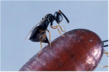 Avispa Muscidifurax ovipositando en una pupa de mosca. Imagen tomada de commons.wikipedia.org