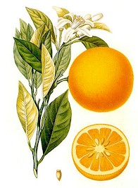 Las naranjas y otros cítricos contienen mucho d-limoneno, un insecticida natural. Imagen tomada de Wikipedia Commons