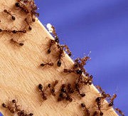 Fireants. Oicture from Wikipedia commons