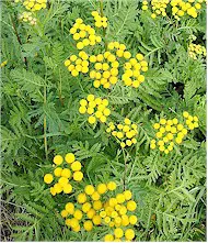 Tansy plants. Picture from Wikipedia Commons.