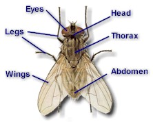 Anatomy of an typical insect (fly). Copyright P. Junquera