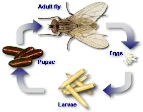 Life cycle of a house fly. Copyright P. Junquera