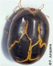 Rhipicephalus (Boophilus) microplus: hembra adulta repleta de sangre