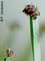 Questing tick larvae on a grass blade