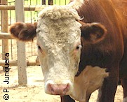 European cattle are more susceptible to ticks and tick-borne diseases
