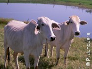 Zebu cattle (Bos indicus)
