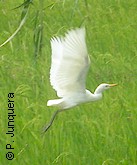 Cattle egret, a tick consuming bird