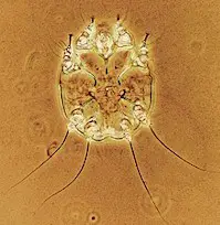 Notoedres cati female mite. Picture from M. Campos Pereira