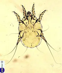 Otodectes cynotis, female mite. Picture from M. Campos Pereira