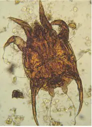 Psoroptes equi mite. Image from www.ufr.br