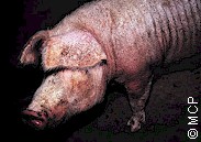 Pig heavily infested with sarcoptic mange. Picture from M. Campos Pereira