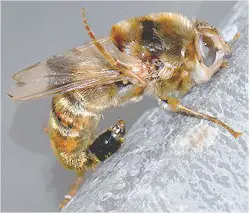 Gasterophilus intestinalis, adult fly. Image taken from www.imgkid.com