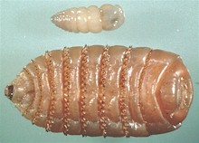 Gasterophilus intestinalis. Larva juvenil (arriba) y madura (abajo). Imagen tomada de wikipedia.commons 