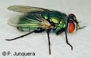 Lucilia cuprina, mosca adulta