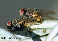 Mating houseflies (Musca domestica)