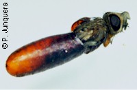 Adult housefly (Musca domestica) hatching out of the pupa
