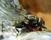 Ejemplar de falsa mosca del establo (Muscina stabulans)