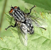 Adult flesh fly (Sarcophaga spp). Image from Wikipedia commons