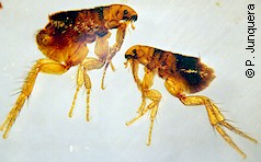 Cat flea adults (Ctenocephalides felis): male (right) and female (left).