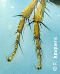 Legs of a cat flea with hairs, spines and claws
