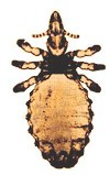 Haematopinus asini, piojo chupador de caballos. Imagen tomada de wikipedia commons.