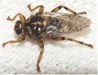 Adult Hippobosca equina, the horse louse fly. Picture from Eric Walravens taken from www.afblum.be