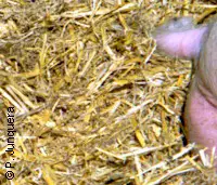 Straw bedding in a piggery: ideal breeding place for stable flies.