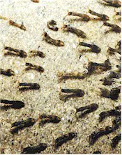 Black fly larvae in a stream. Picture from Wikipedia Commons
