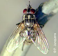 Stable fly (Stomoxys calcitrans) resting on a piece of wire. Dorsal view.