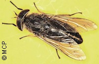 Horse fly (Tabanus spp.). Picture of M. Campos Pereira