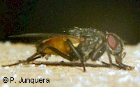 Adult housefly (Musca domestica), the principal target of all fly baits.