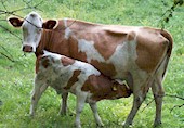 Strongyloides can be transmitted to the sucklings through the mother's milk