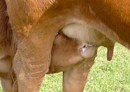 Perinatal transmission is very common in Toxocara vitulorum, also through the milk. Picture from www.rwpfister-boezen.ch
