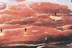 Cisticercos en carne de ovino. Imagen tomada de www.fao.org (Courtesy Dr. D. Baucks)