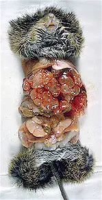 Rat with Echnicoccus multilocularis cysts. Picture from wikipedia Commons