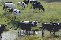 Siempre debe evitarse que el ganado pastoree áreas excesivamente húmedas. Imagen tomada de www.pa.water.usgs.gov
