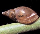 Limnaea, un caracol frecuente hospedador intermediario de muchos gusanos. Imagen tomada de www.ittiofauna.org.