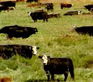 El manejo correcto de los pastos y del ganado contribuye a disminuir las infecciones con gusanos.