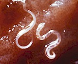 Adult Ancylostoma caninum. Picture from Wikipedia Commons.