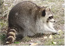 Raccoons are the final hosts of Baylisascaris procyonis. Picture from Wikipedia Commons.