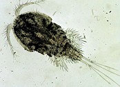 A water flea (Cyclops spp). Picture from the US Environmental Protection Agency taken from Wikipedia Commons