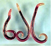 Adult Gnathostoma worms. Picture from www.vetbook.org