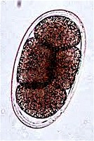 Egg of Mammonogamus spp. Picture from vetbook.org